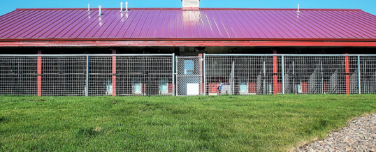 Custom Colorado Metal Buildings for Dog Businesses